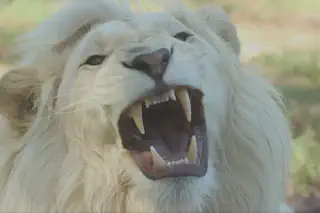 Lion Face