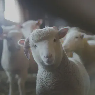 Sheep
