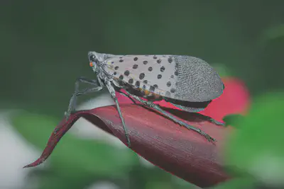 Close Up of Spotted Lanternfly