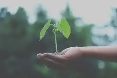 Tree Sprout in Palm