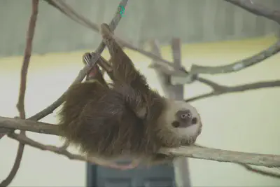 Upside Down Sloth