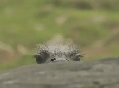 Ostrich