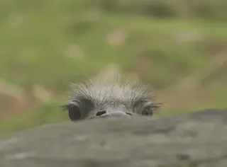 Ostrich
